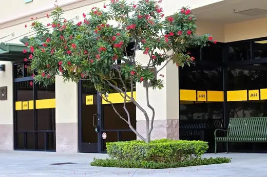 Flowering tree in front of JACO Rehab Waikele, a detox center in Hawaii.