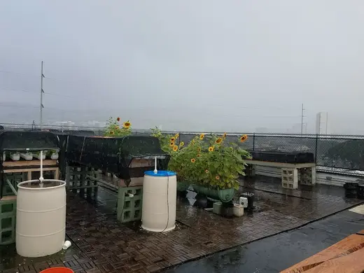 Rooftop garden with sunflowers at Institute For Human Services Inc, an intensive outpatient program in Hawaii.