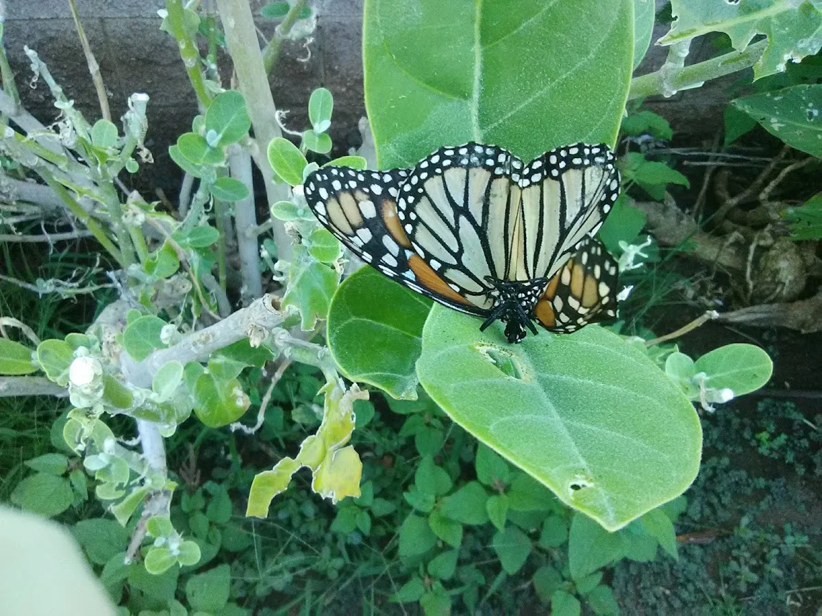 Institute For Human Services Inc