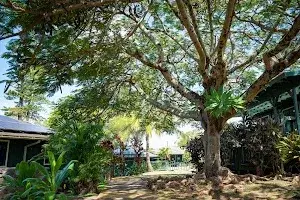 Lush tropical landscaping at Aloha House, a sober living home in Hawaii.
